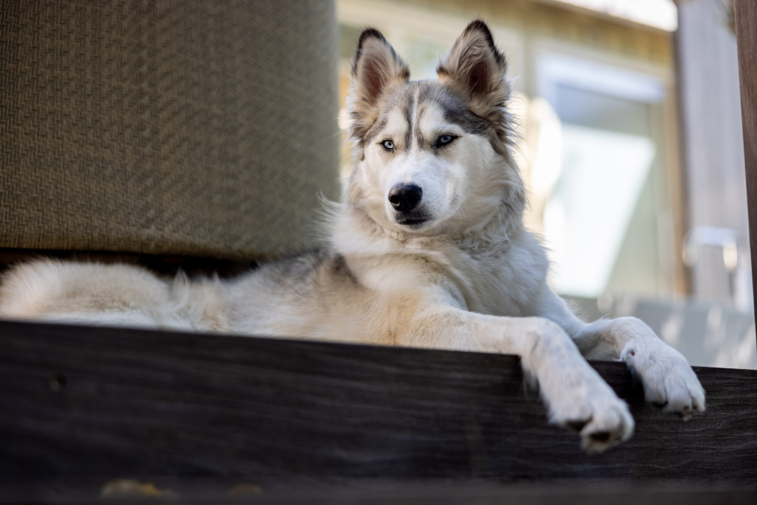 Best Dog Friendly Places Southern Utah